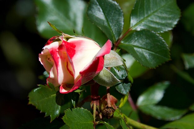 写真 植物上の赤いバラのクローズアップ