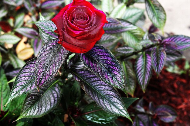 写真 植物上の赤いバラのクローズアップ