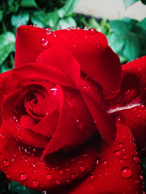 Фото Крупный план красной розы