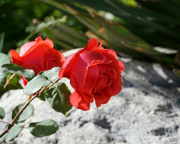 사진 바위 위 에 꽃 이 피는 은 장미 의 클로즈업