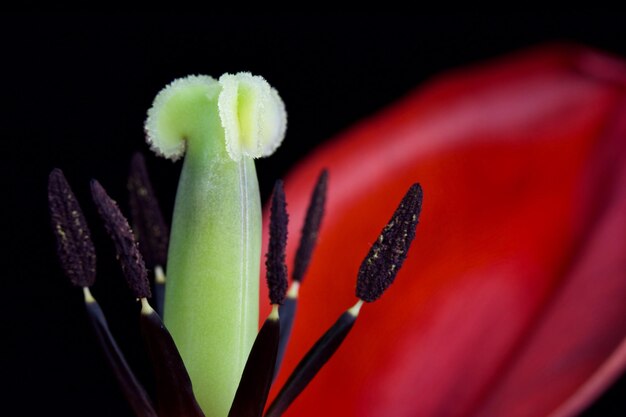 写真 赤いチューリップの花と黒い背景のクローズアップ