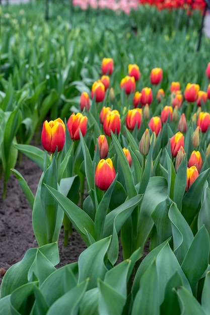 Фото Близкий план красных тюльпановых цветов на поле
