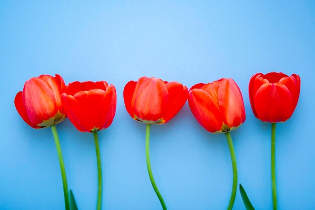 Фото Крупный план красных тюльпанов на синем фоне