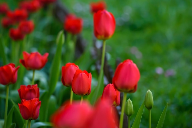Фото Крупный план красных тюльпанов в поле