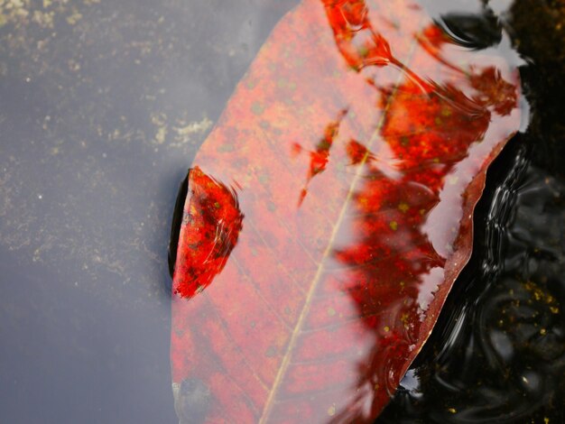 写真 赤い水のクローズアップ