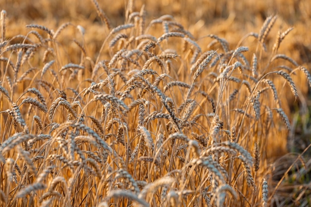 写真 熟した小麦の耳のクローズアップ 美しい背景 熟した金色の畑の耳