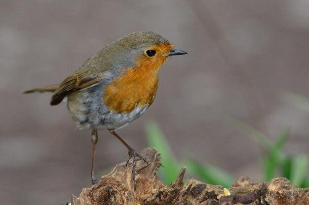 写真 木の上に座っているロビン鳥のクローズアップ