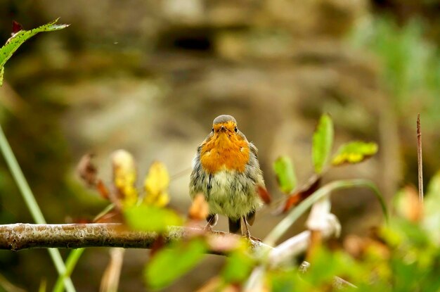 写真 枝 に 座っ て いる ロビン の クローズアップ