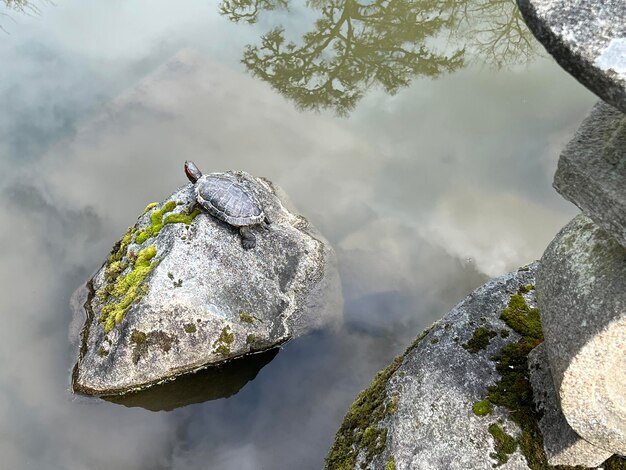 写真 岩のクローズアップ