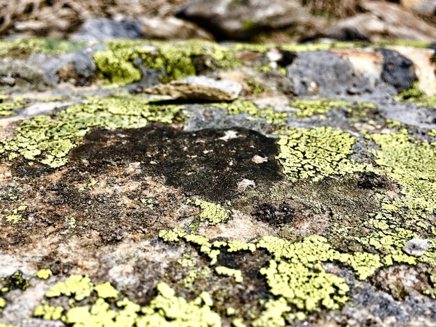 写真 岩のクローズアップ