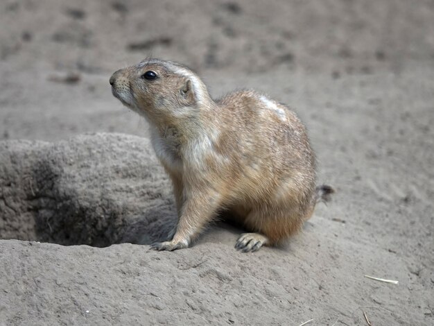 写真 野原でのネズミのクローズアップ