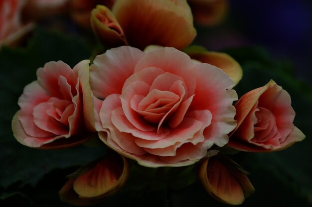 写真 ローズの開花のクローズアップ