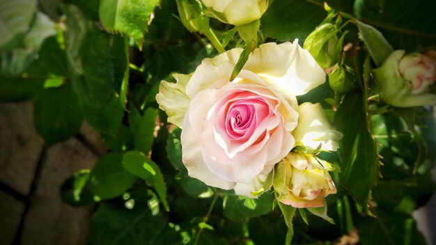 写真 バラの花束のクローズアップ