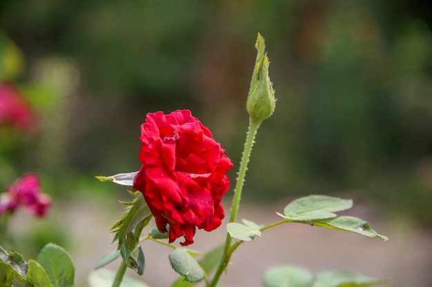 写真 植物上のバラのクローズアップ