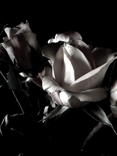 Фото Близкий план розы