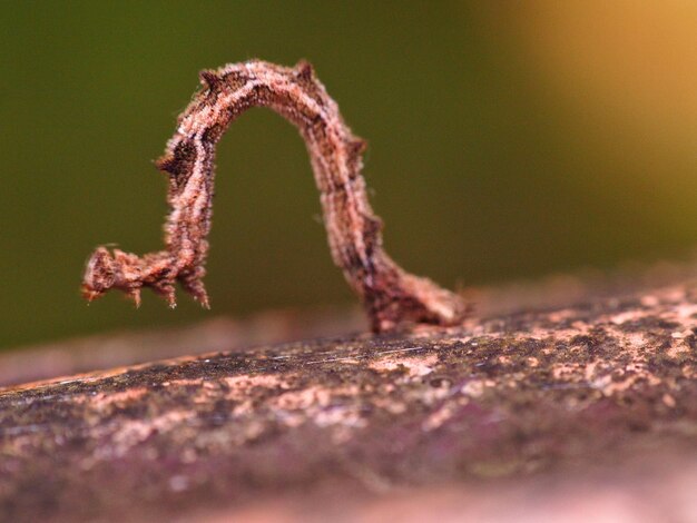 写真 腐った木のクローズアップ