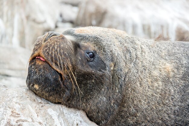 写真 岩の上でリラックスしている海獅子のクローズアップ