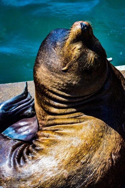 写真 海獅子のクローズアップ