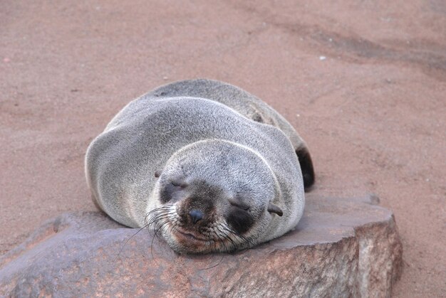 写真 海獅子のクローズアップ