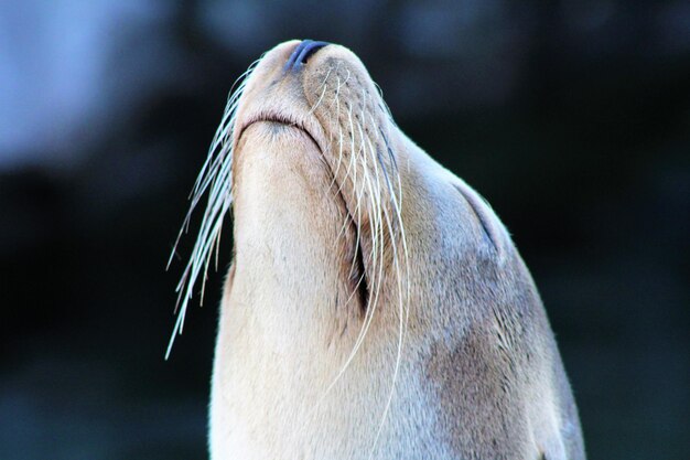 写真 海獅子のクローズアップ