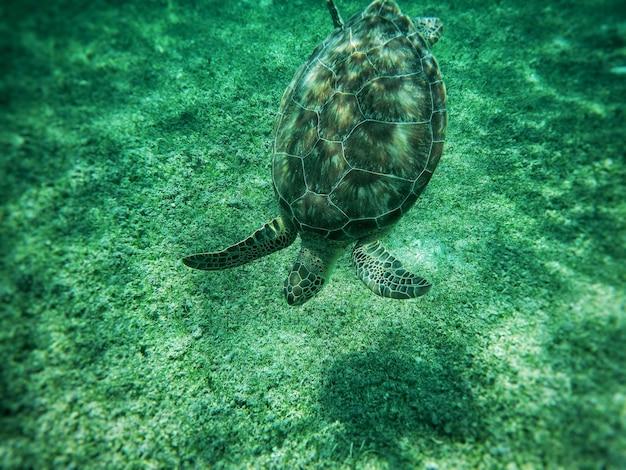 사진 바다 에서 수영 하는 바다 거북이 의 클로즈업