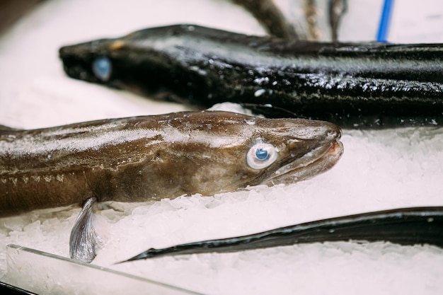 写真 海鮮のクローズアップ