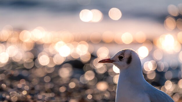 写真 ぼんやりした背景を背景にしたカモメのクローズアップ