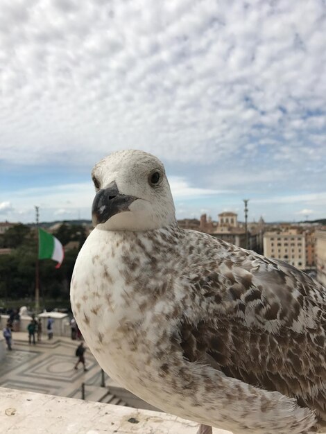 写真 空に照らされたカモメのクローズアップ