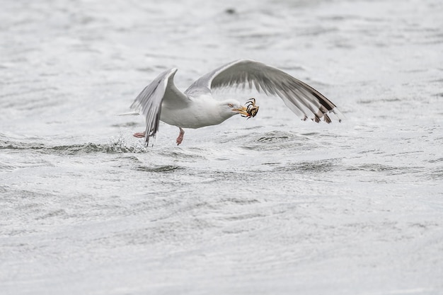 写真 海上を飛ぶカモメのクローズアップ