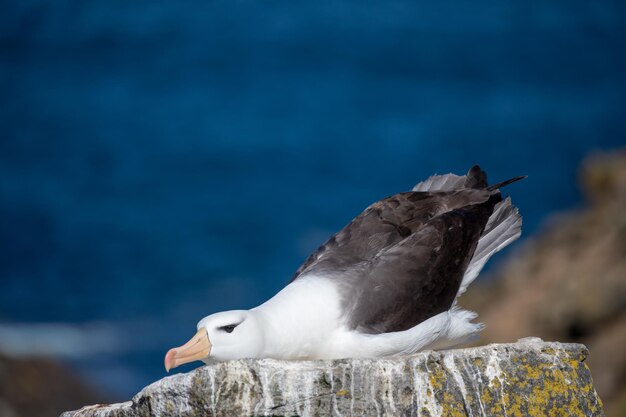 写真 岩の上に座っているカモメのクローズアップ