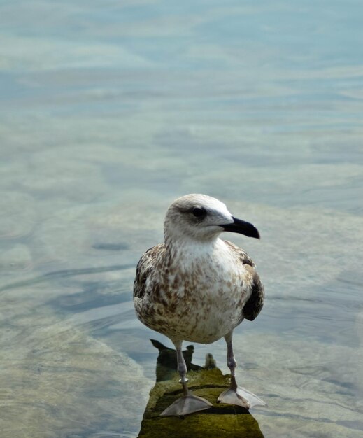 Фото Близкий план чайки, сидящей на берегу моря