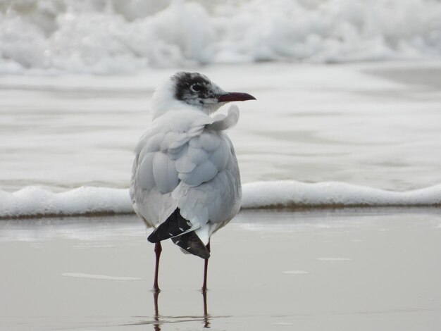 写真 海岸に座っているカモメのクローズアップ