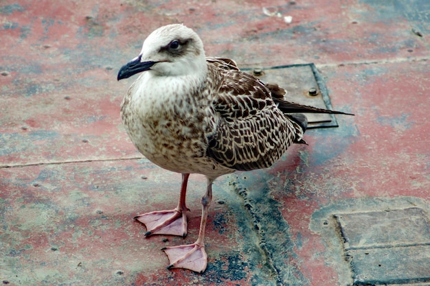 写真 壁に座っているカモメのクローズアップ