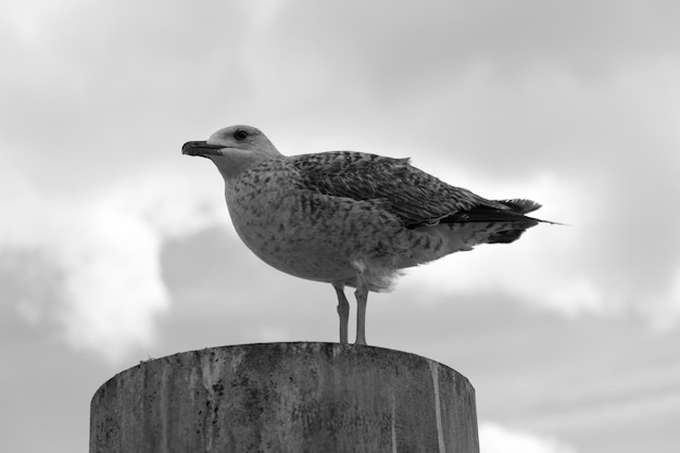 写真 木製の柱に座っているカモメのクローズアップ