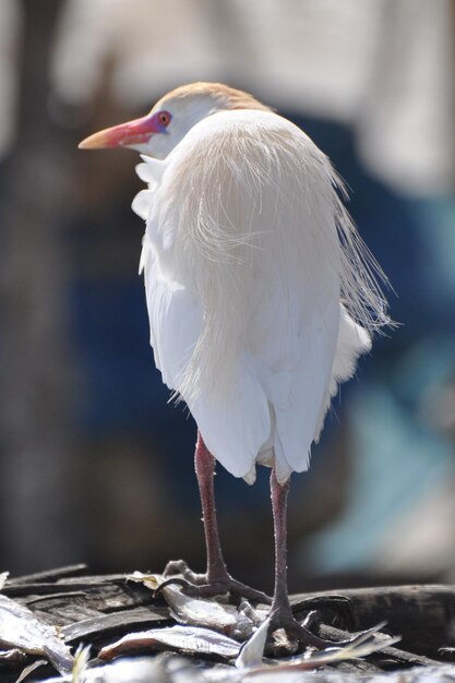 写真 座っているカモメのクローズアップ