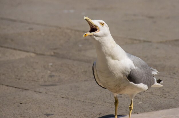 写真 座っている海<unk>のクローズアップ