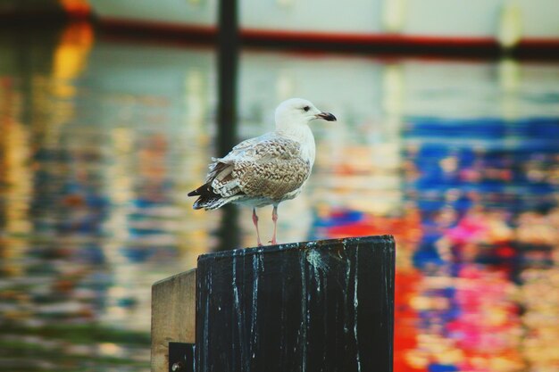 写真 カモメのクローズアップ