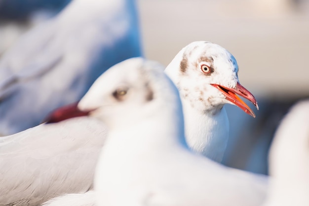 写真 カモメのクローズアップ