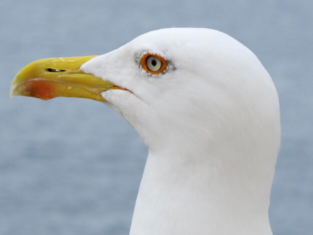 写真 カモメのクローズアップ