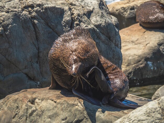 写真 岩の上にある海<unk>のクローズアップ