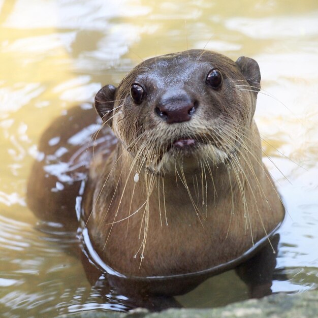 写真 湖で泳ぐ海<unk>のクローズアップ