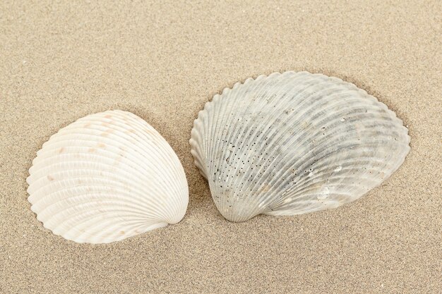 写真 浜辺の貝のクローズアップ