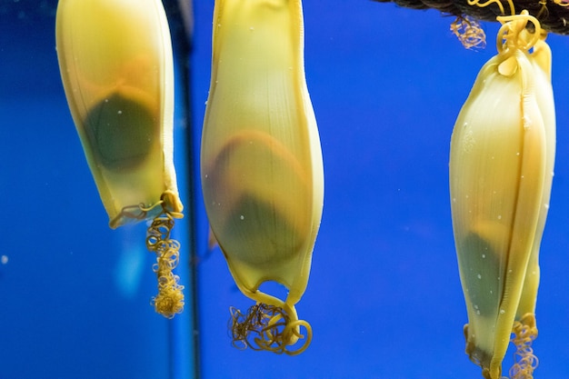 写真 アクアリウムの水中のサメの卵のクローズアップ