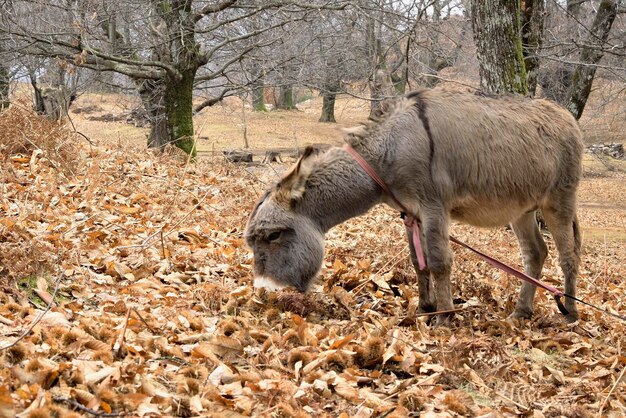 写真 畑の羊のクローズアップ