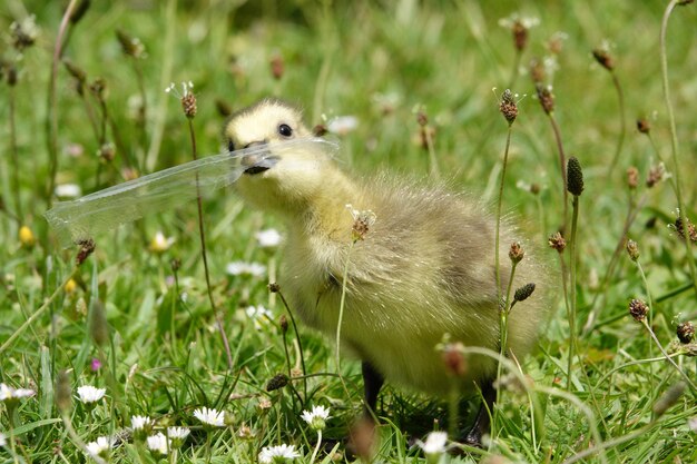 写真 畑の羊のクローズアップ