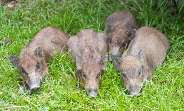 写真 畑の羊のクローズアップ