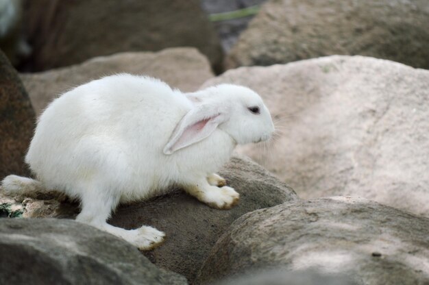 写真 岩の上にある羊のクローズアップ