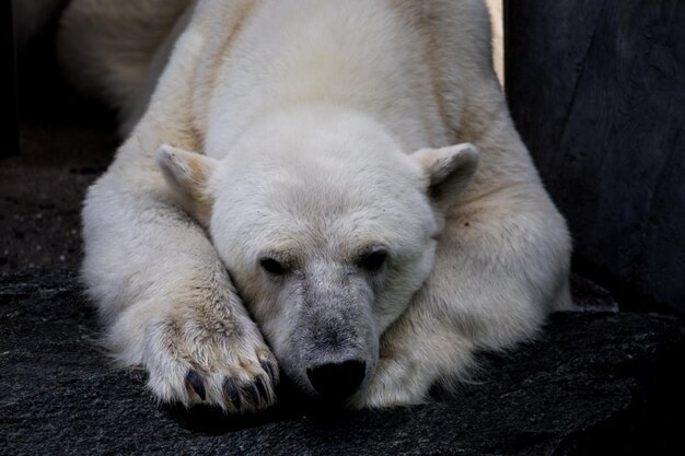 写真 泥道で眠っている羊のクローズアップ