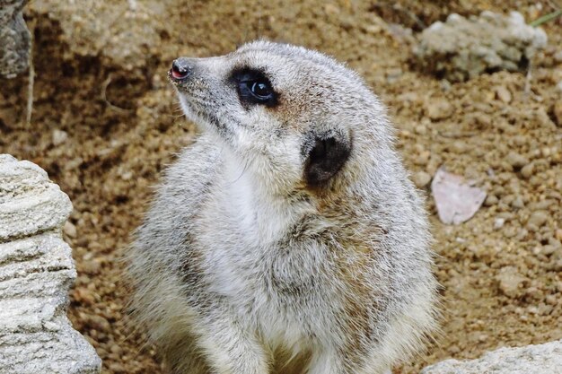 写真 岩の上に立っている羊のクローズアップ