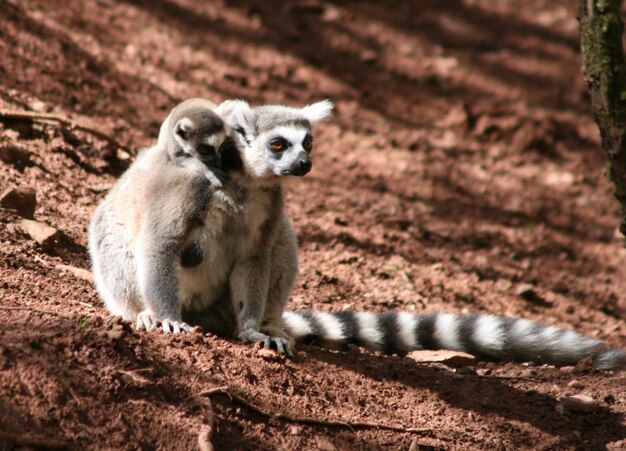 写真 羊のクローズアップ